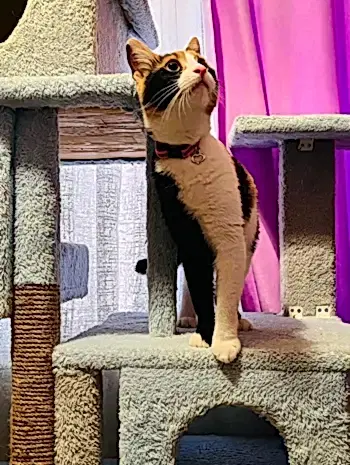 Kedi Bal'ın Değerlendirmesi