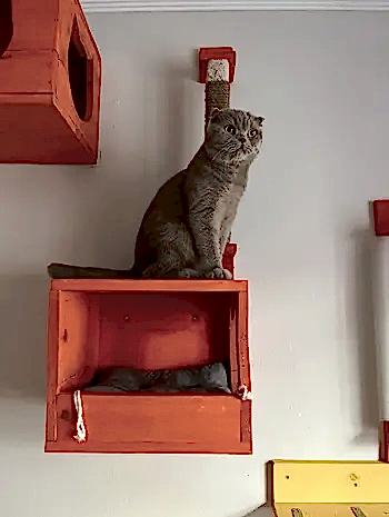 Kedi Lina'nın Değerlendirmesi