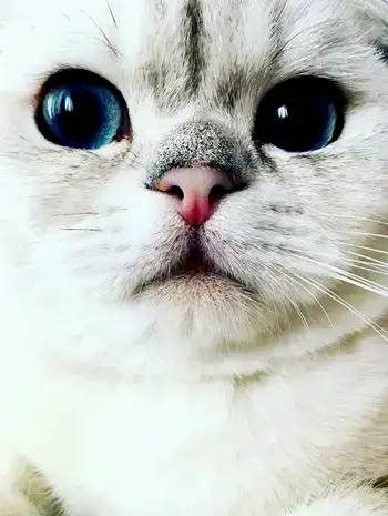 Kedi Mavi Miro'nun Değerlendirmesi