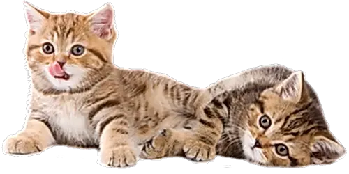 İstanbul Kedi Pansiyonu